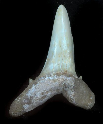 Large Sand Shark (Striatolamia) Tooth - Kazakhstan #34573